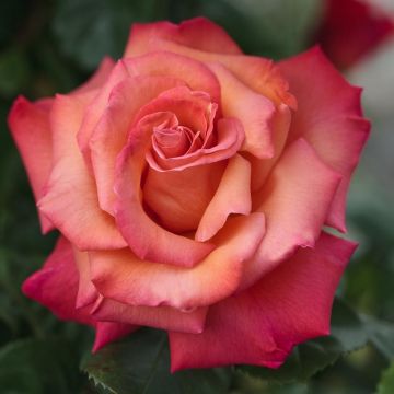 Rosier Grimpant CHRISTOPHE COLOMB ® Meironssesar