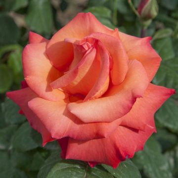 Rosier Tige CHRISTOPHE COLOMB ® Meironsse