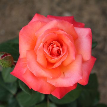 Rosier CHRISTOPHE COLOMB ® Meironsse
