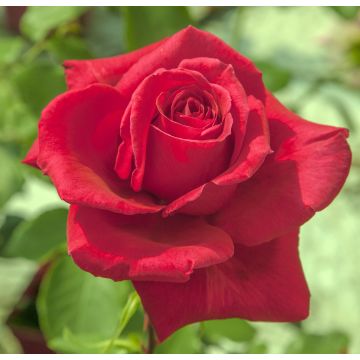 Rosier JACQUES PREVERT ® Meimouslin