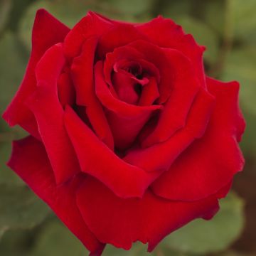 Rosier Tige MARCEL PAGNOL ® Meisoyris