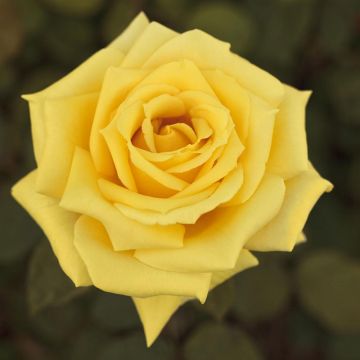 Rosier Golden PERFUMELLA ® Meifazeda