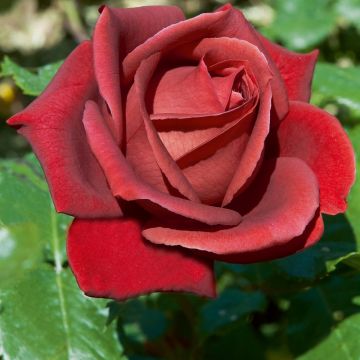 Rosier TERRACOTTA ® Simchoca