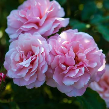 Rosier BOTTICELLI ® Meisylpho floraison