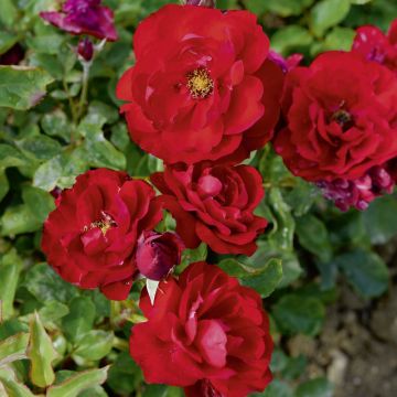 Rosier Lili Marlène