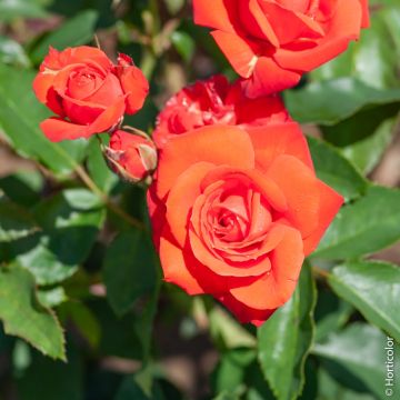 Rosier ORANGE SENSATION