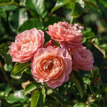 Rosier MARIE CURIE ® Meilomit en fleurs