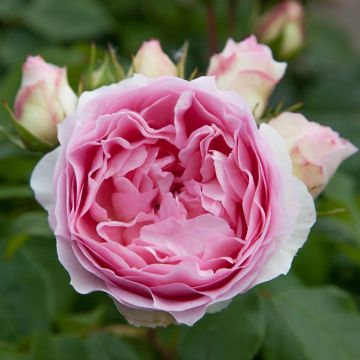 ROSIER SOPHIA ROMANTICA ® Meisselpier