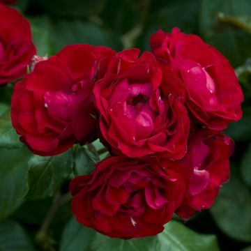 Rosier BAL MASQUE ® Meilarkanj