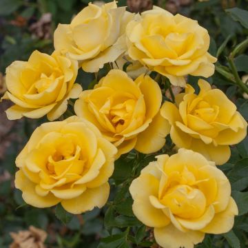 Rosier RAYON DE SOLEIL ® Meianycid