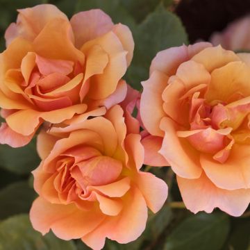 Rosier Tige Tequila ® Meipomolo