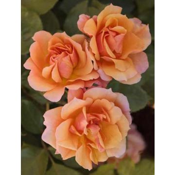 Rosier Tige Tequila ® Meipomolo