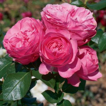 Rosier tige LEONARDO DA VINCI ® Meideauri, détail des fleurs