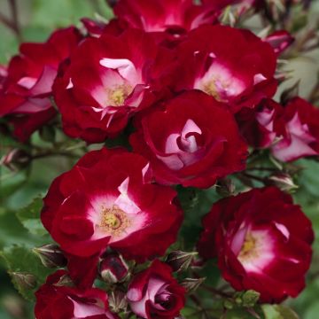Rosier Patrick Poivre d'Arvor ® Meimasula