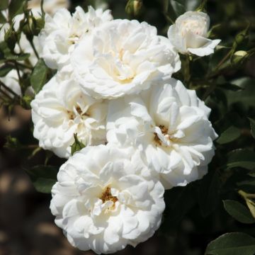 Rosier CARTE BLANCHE ® Meibarum