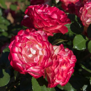 Rosier JUBILE DU PRINCE DE MONACO ® Meisponge