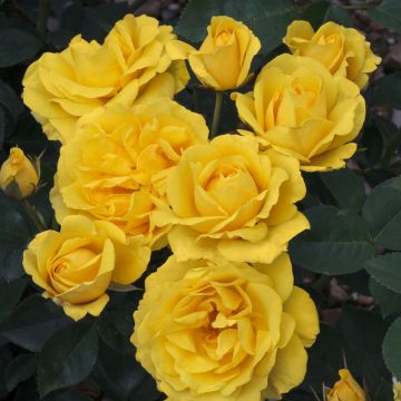 Rosier CARTE D'OR ® Meidresia