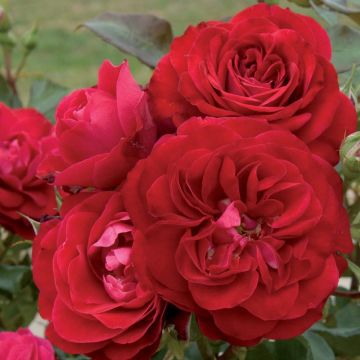 Rosier Demi-tige MONA LISA ® Meilyxir
