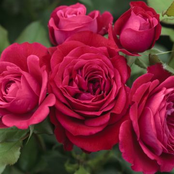 Rosier MONA LISA ® Meilyxir