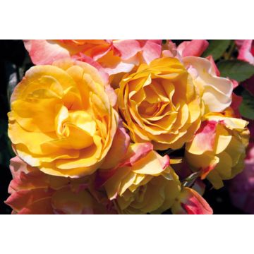 Rosier Tzigane ® Meimucho