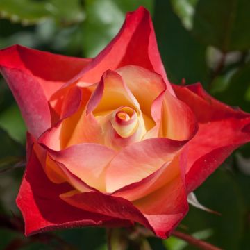ROSIER ORIGAMI ® Meimozahiq