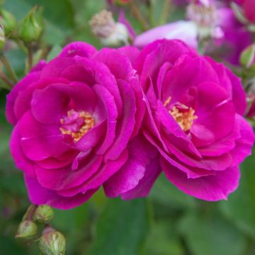 Rosier demi-tige BLUEBELL ® Meimindefer