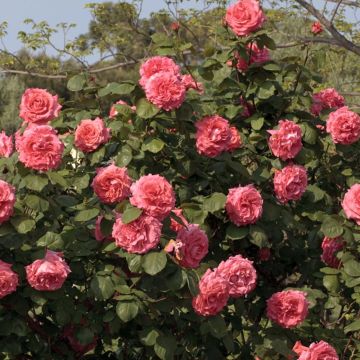 Rosier Grimpant DEE DEE ® Meitandar