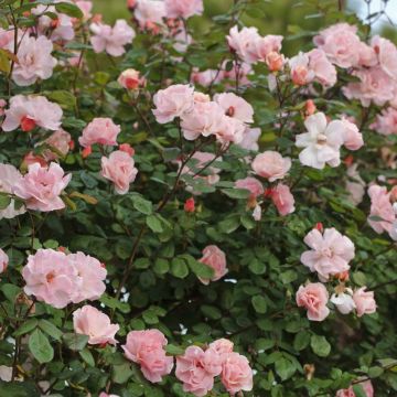 Rosier Grimpant CLAIR MATIN ® Meimont