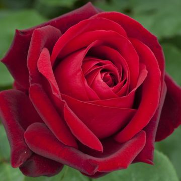 Rosier grimpant EDITH PIAF ® Meiramboysar