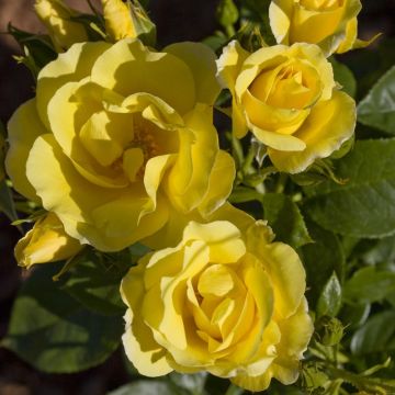 Rosier Grimpant HAPPINESS ® Meilaclost
