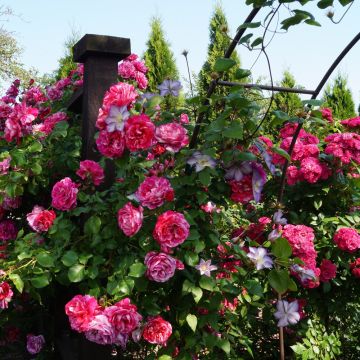 Rosier Grimpant INES SASTRE ® Meiteratol