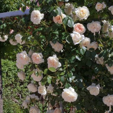 Rosier grimpant MON JARDIN & MA MAISON ® Meichavrin