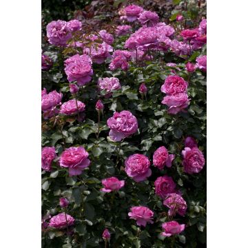 Rosier Grimpant YVES PIAGET ® Keitsupiatsu