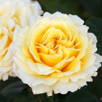 Rosier Grimpant CYRANO DE BERGERAC ® Meivanery