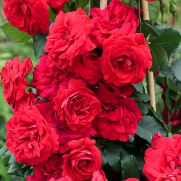 Rosier Grimpant NEGRESCO ® Meigrappo