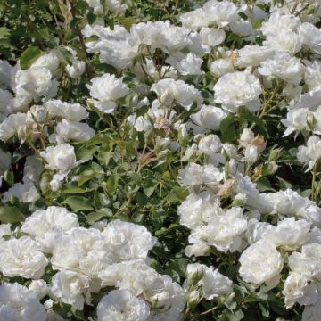 Rosier BLANC MEILLANDECOR ® Meicoublan