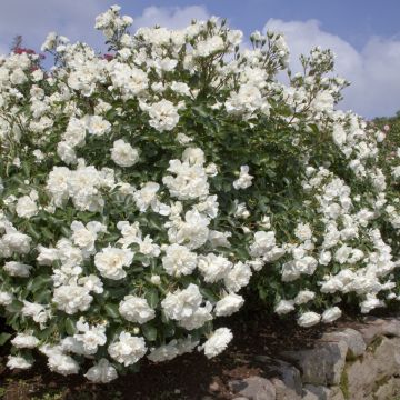Rosier BLANC MEILLANDECOR ® Meicoublan