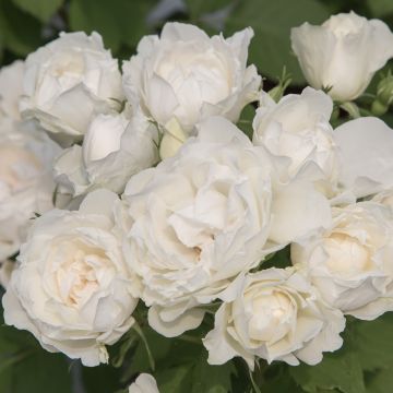 Rosier tige blanc Crème CHANTILLY ® Meiradena Meilland Richardier