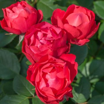 Rosier tige rouge Cherry BONICA ® Meipeporia Meilland Richardier