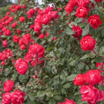 Rosier Cherry Bonica ® Meipeporia