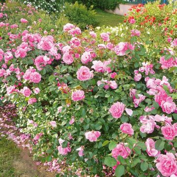 Rosier Deborah MEILLANDECOR ® Meinoiral