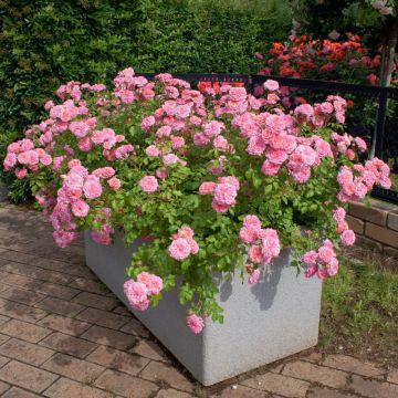 Rosier Sweet DRIFT ® Meiswetdom