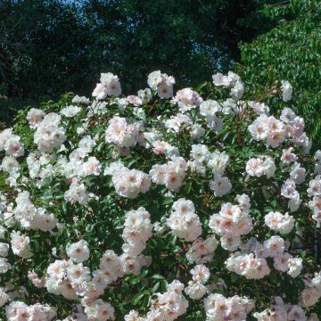 Rosier Ice MEILLANDECOR ® Meivahyn