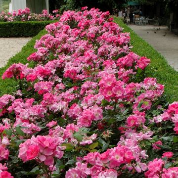 Rosier Rodin ® Meigadraz