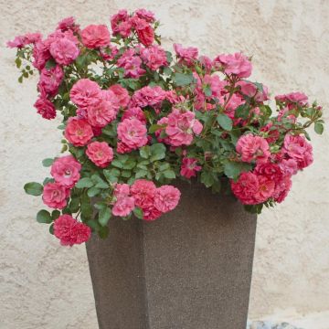 Rosier rose Coral Drift ® Meidrifora