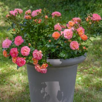 Rosier Peach DRIFT ® Meiggili