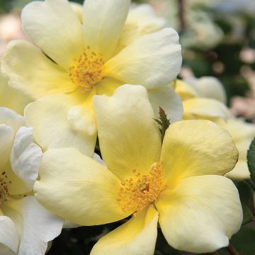 Rosier SUNNY KNOCK OUT ® Radsunny