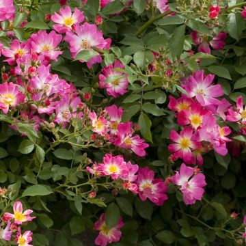 Rosier Demi-tige semi-retombant Pink DRIFT ® Meijocos