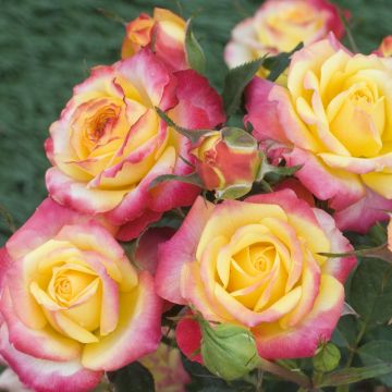 Rosier miniature Flame Meillandina