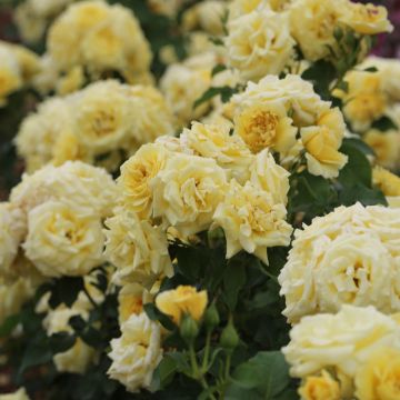 Rosier RUSTICA ® III Meilaocil